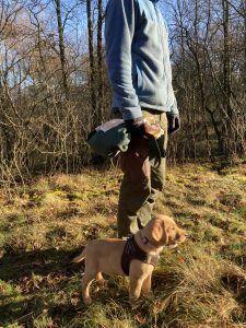 Labrador-Welpe draußen neben seinem Menschen