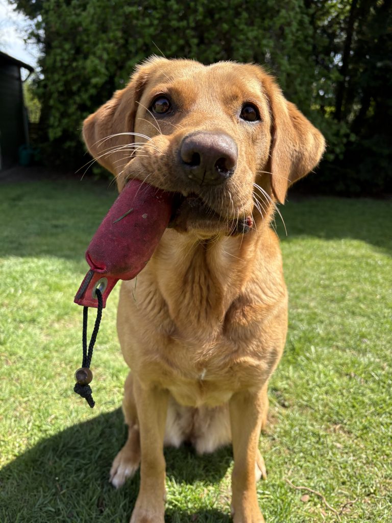 Labrador mit Pocketdummy