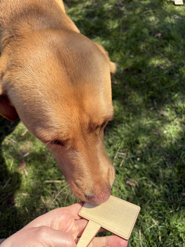 Labrador riecht am Gegenstand