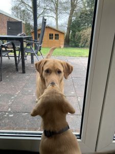 Labrador-Welpe und erwachsener Hund schauen sich an