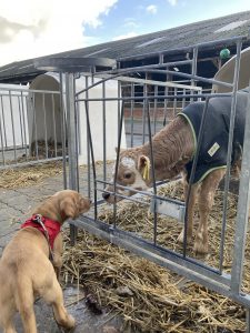 Labrador-Welpe und Kälbchen